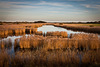 Reed bed