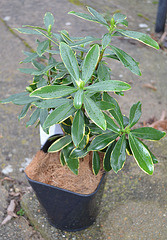 daphne odora aurea marginata DSC 0070