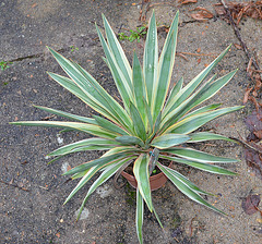 yucca DSC 0073