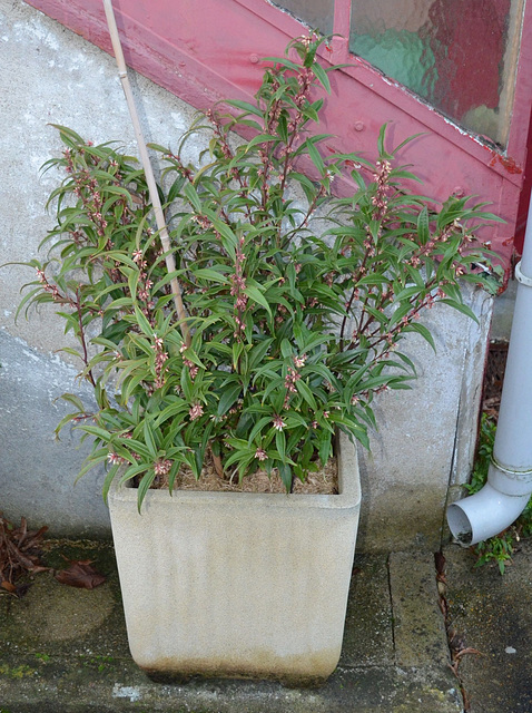 sarcococca hookeriana 'dygyna' DSC 0078