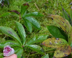 hellebore DSC 0079