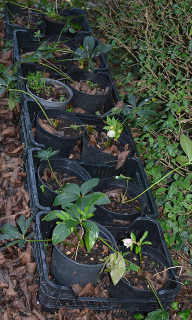 hellebore DSC 0088