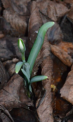 crocus DSC 0090