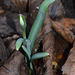 crocus DSC 0090