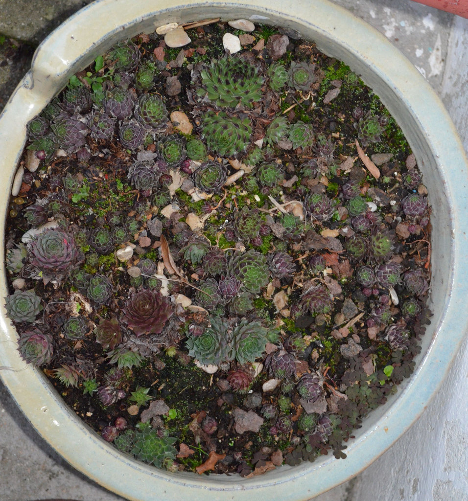 sempervivum DSC 0091