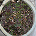 sempervivum DSC 0091