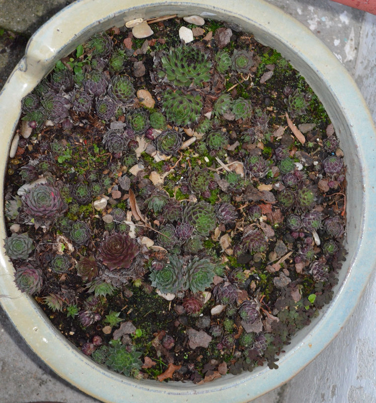 sempervivum DSC 0091