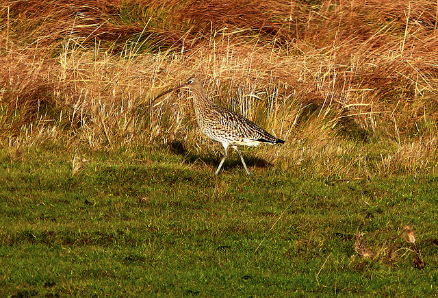 Großer Brachvogel 1