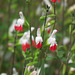 Little red and white flowers