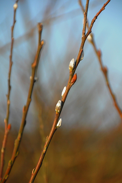 Schon Frühling?!