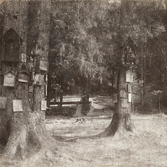 Forest shrines