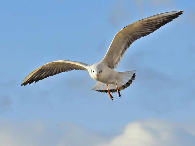 Une mouette plane...