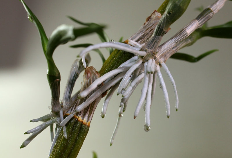 Keiki de Dendrobium nobile