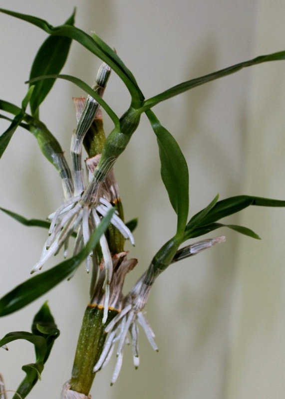 Keiki de Dendrobium nobile