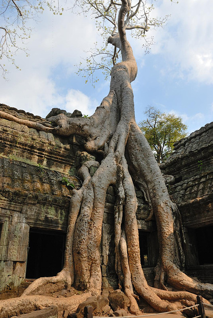 Iconic tree of Ta Prohm taking over the ruins