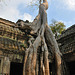 Iconic tree of Ta Prohm taking over the ruins