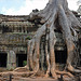 Strangler figs overpower the ruins of Ta Prohm