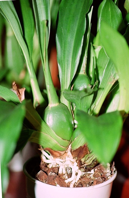 Pseudobulbe d'Odontoglossum