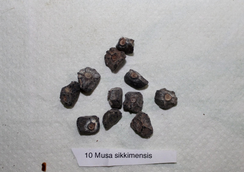 Musa sikkimensis