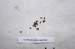 Rhodocoma capensis (2)