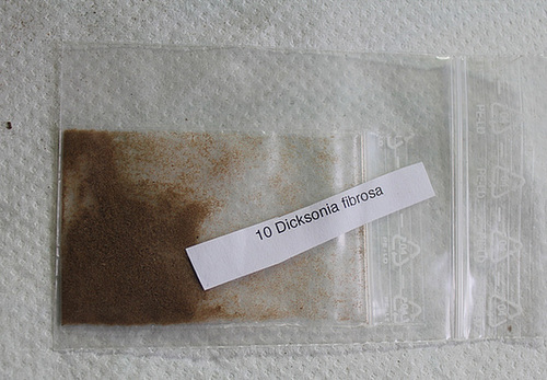 Spores de fougère