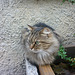 A Carcassonne ...Un chat