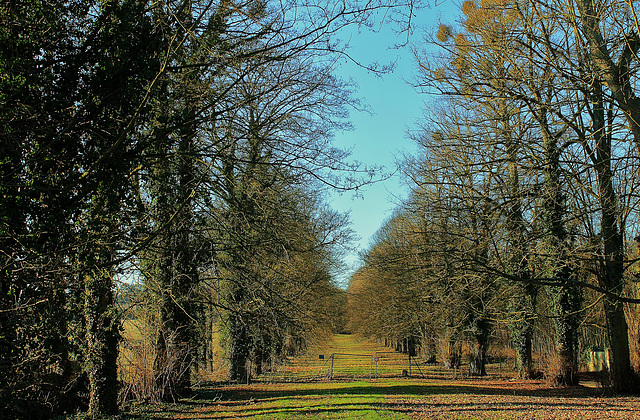 SOUS BOIS*** l'allée