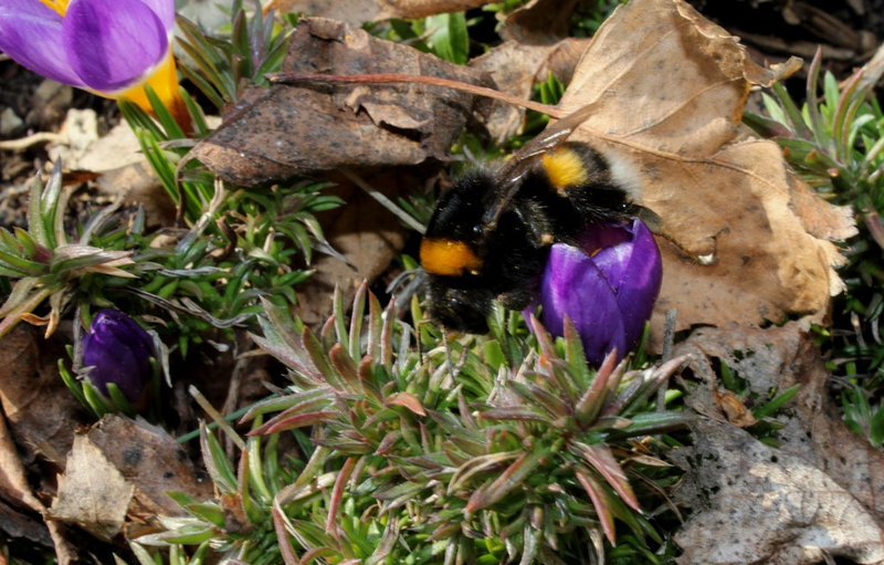 bourdon (3)