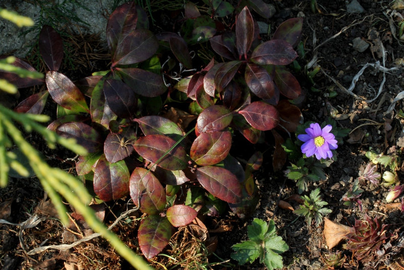 Gaultheria et Anemone