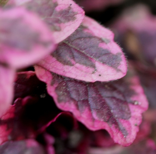 Ajuga reptens tricolor