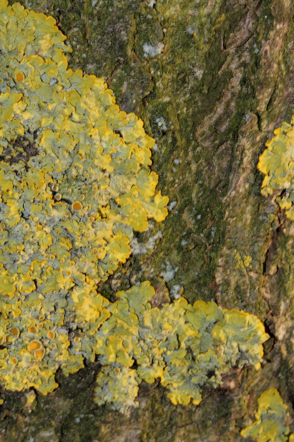 Lichen sur écorce-Xanthoria