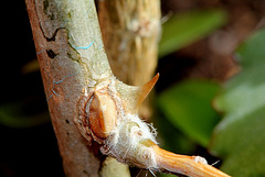 Perevskia aculeata ' Godseffiana'