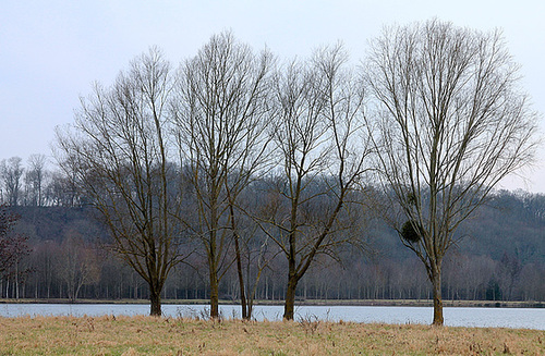 ARBRES