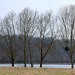 ARBRES