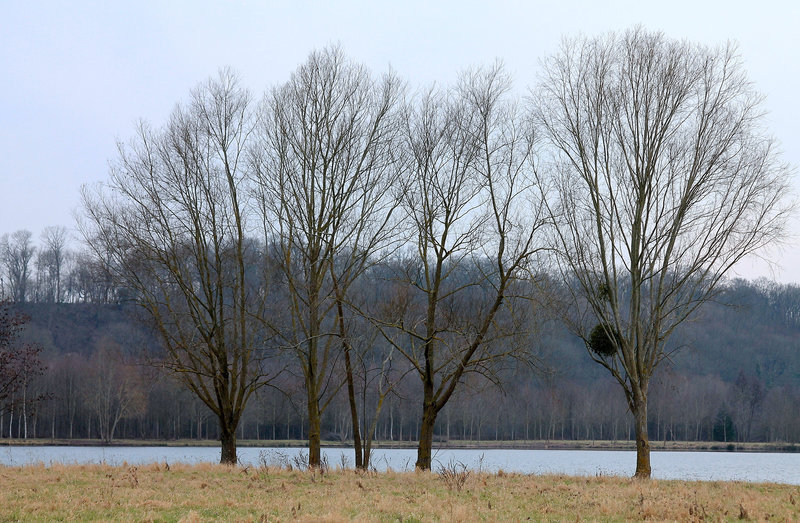 ARBRES