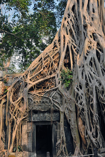 Ta Prohm has called the living jungle
