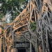 Ta Prohm has called the living jungle