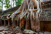 Tomb Raider tree in Ta Prohm complex