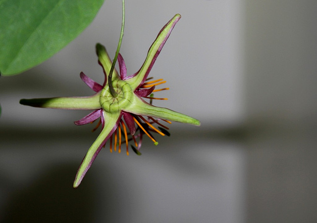 Passiflora 'Sunfire'