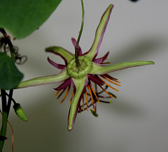 Passiflora 'Sunfire'