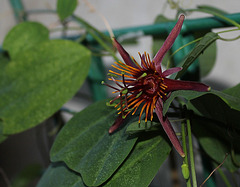 Passiflora 'Sunfire' (3)