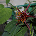 Passiflora 'Sunfire' (3)