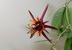 Passiflora 'Sunfire'