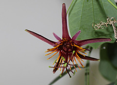 Passiflora 'Sunfire'