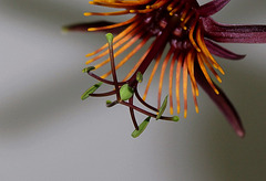 Passiflora 'Sunfire'