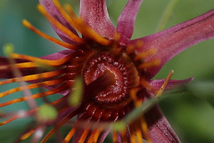 Passiflora 'Sunfire'