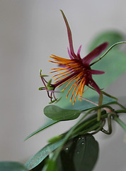 Passiflora 'Sunfire'