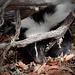 Young Striped Skunk!