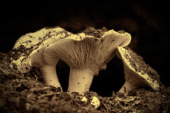 Sepia-Toned Short-Stemmed Roussela Mushrooms