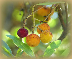 ...fruits d"automne:les arbouses...